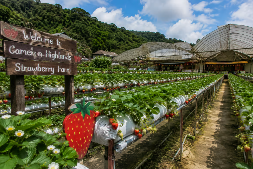 Cameron Highlands Tour - City Tour image 6