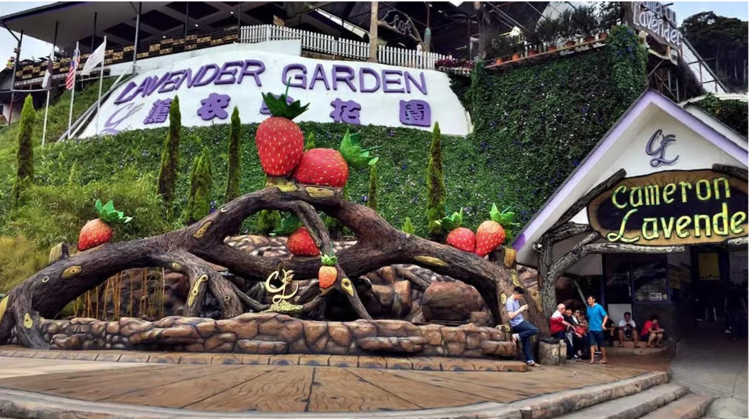 Cameron Highlands Tour - City Tour image 5