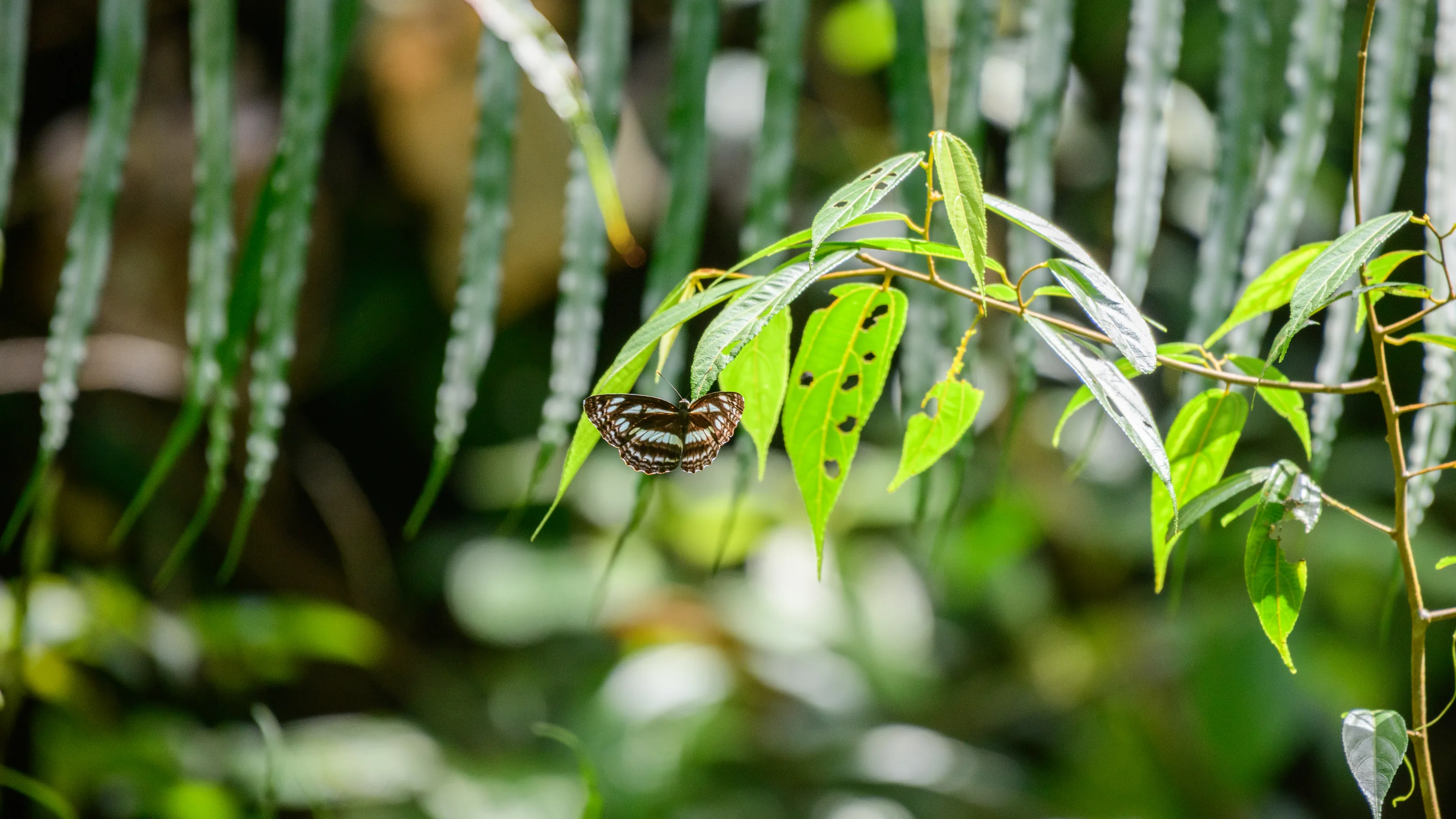 Fireflies image 1