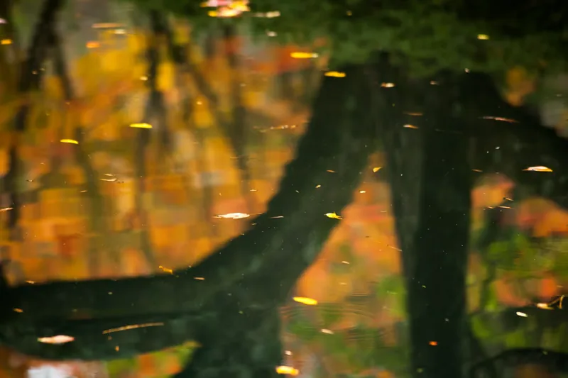 Fireflies image 3