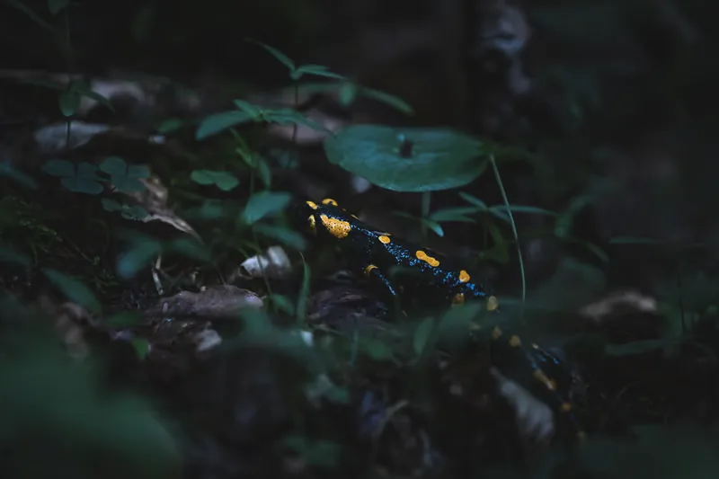 Fireflies image 4